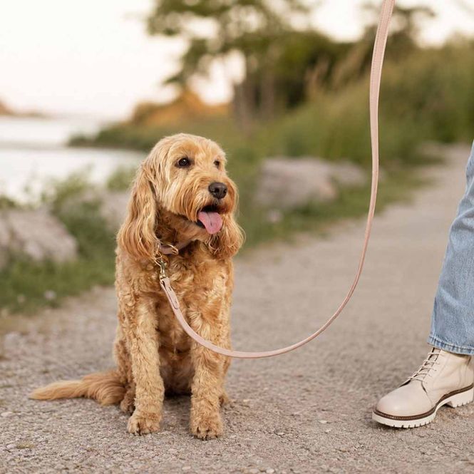 Hovedbilde Hundebånd PAW-FECT WALKIES rosa Katie Loxton