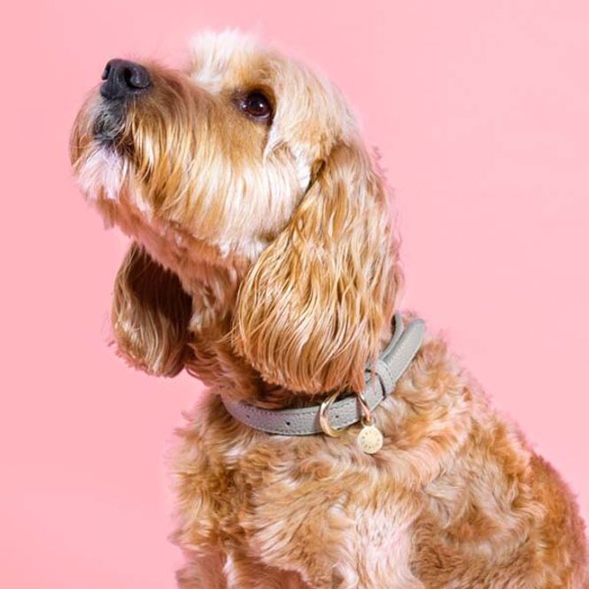 Hovedbilde Hundehalsbånd I'M PAW-FECT grå S/M Katie Loxton